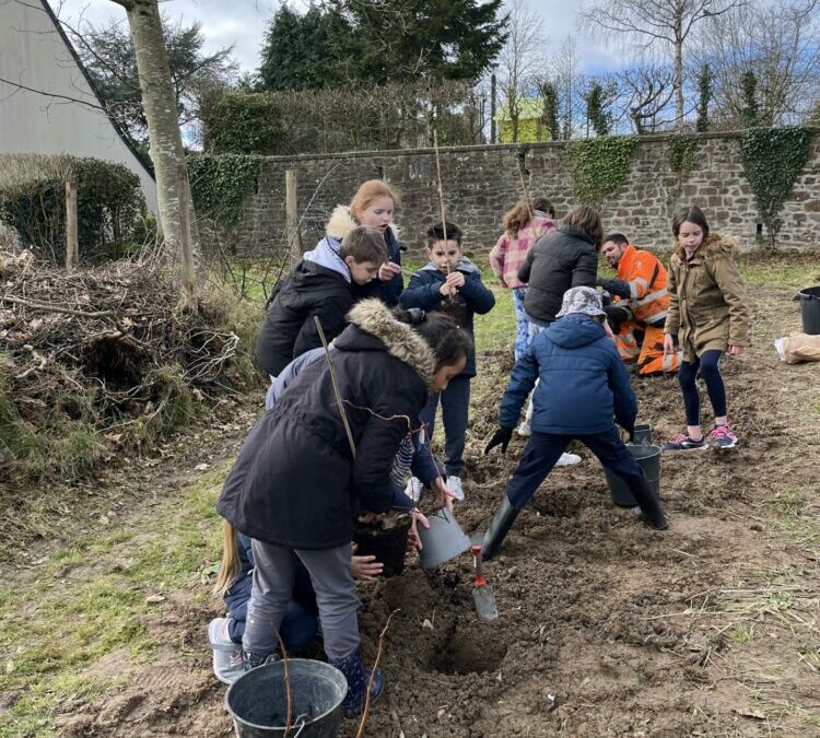 Plantation d’arbres